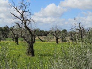 IMG_4443 (Medium)